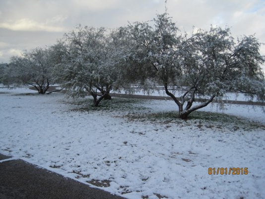 Snow on Trees-1 (Medium).JPG