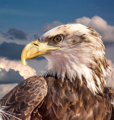 American Bald Eagle (small) (Small).jpg