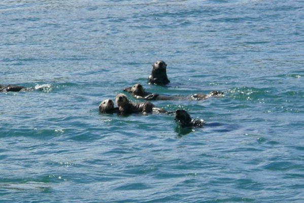 Sea Otters & Pups [800x600].JPG