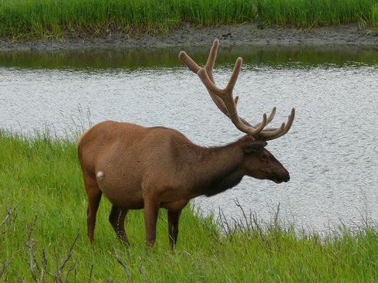 Elk [800x600].JPG