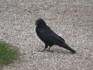 raven smaller.jpg