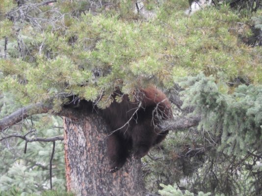 Young grizzly hiding in tree.jpg