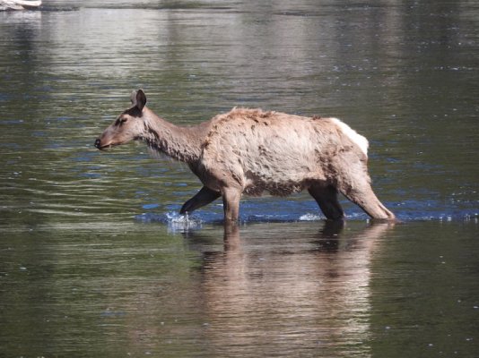 Elk crossing river.jpg