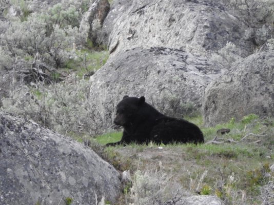 Bear hiding behind big rock.jpg