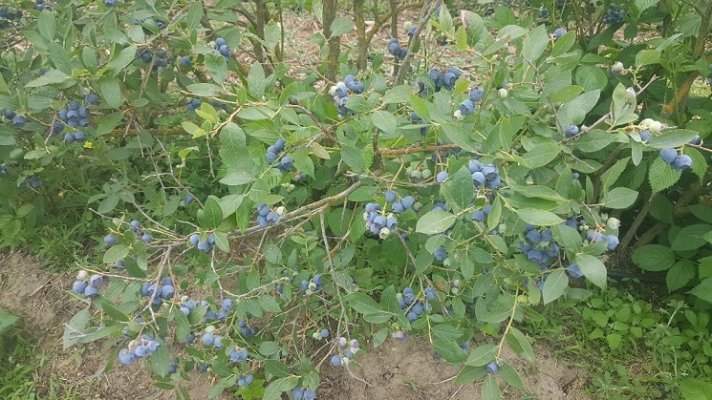 Blueberry bush.jpg