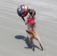 Dog and beach ball.jpg