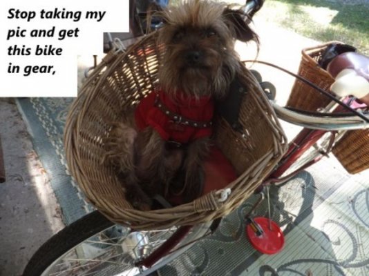 Dog bike basket.jpg