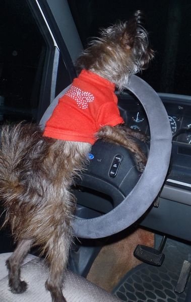 doggone driver.JPG
