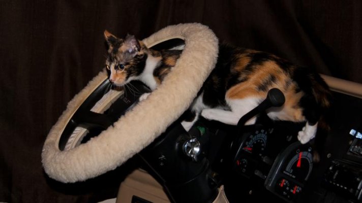 Cleo through the steering wheel (1).jpg