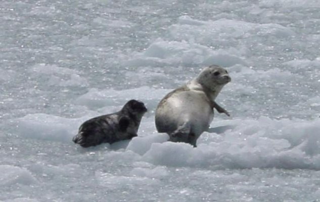 Harbor Seals at Meares.JPG