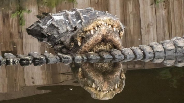 Resting alligator (1).jpg