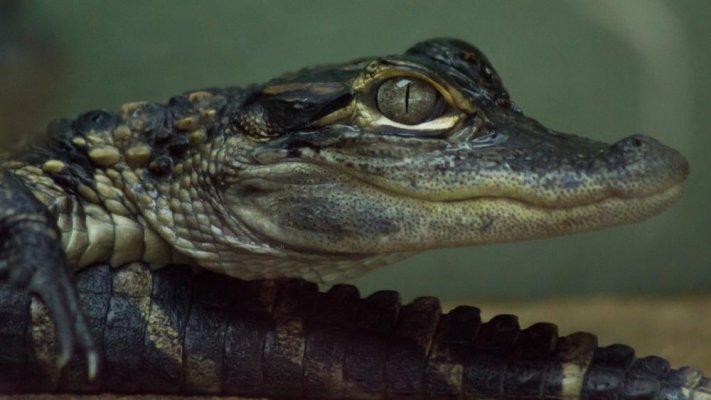 Juvenile alligator (1).jpg