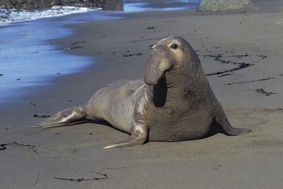 Elephant Seal 1.jpeg