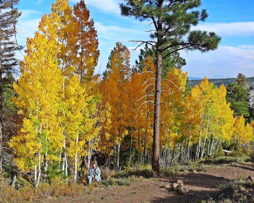 Fall in Utah 1.jpg