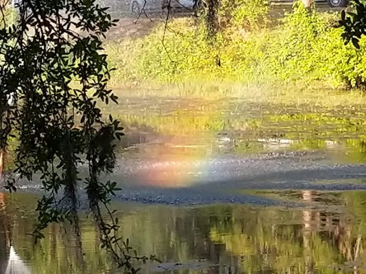 Rainbow in my yard.jpg