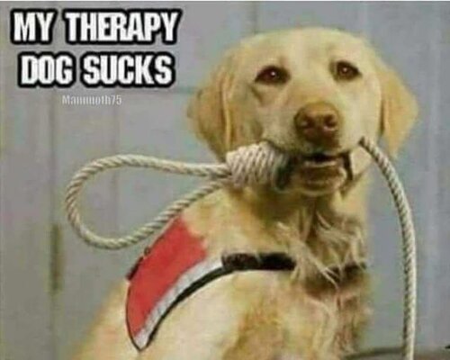 therapydog.jpg