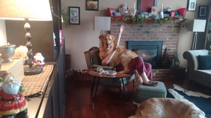 dogs on xmas morning.jpg