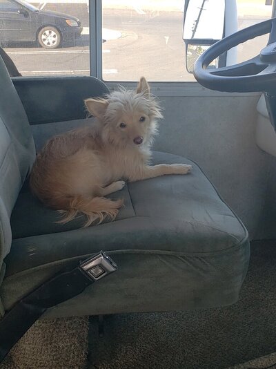 Riley is ready to be captain of the motorhome.jpg