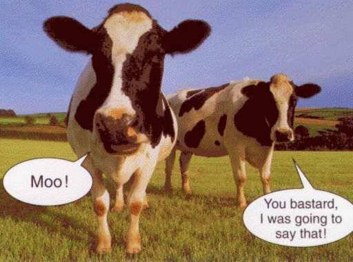 Cows mooing.jpg