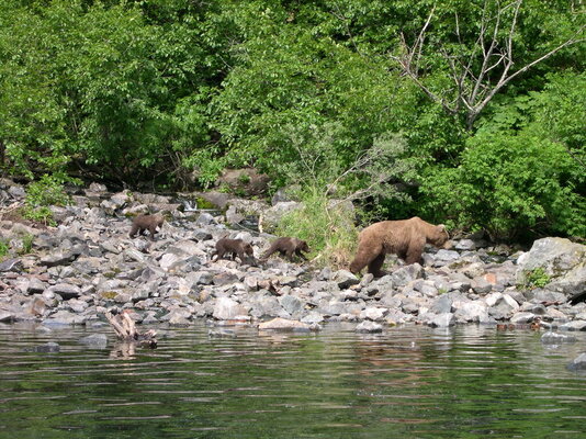 Bears 2003.jpg