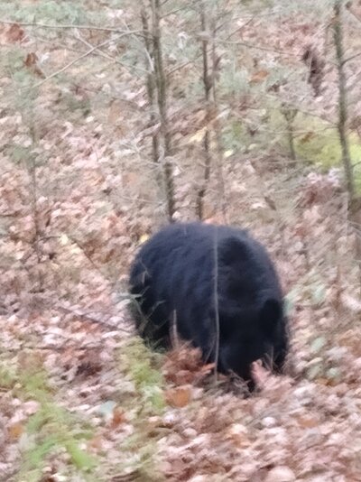 Momma bear digging in the leaves while the cub ran around on the other side of the road, Cades...jpg