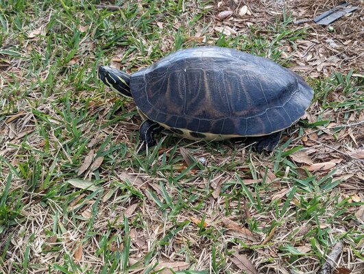 Florida red bellied cooter 1.jpg