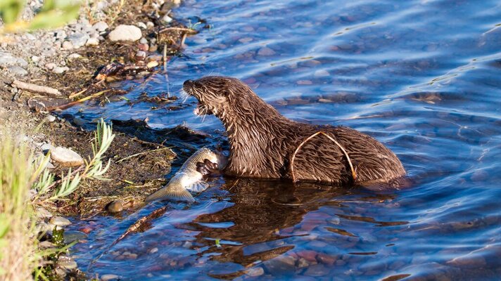 Northern River Otter eating a fish.jpg