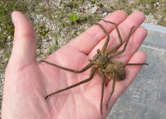 Canespider.jpg