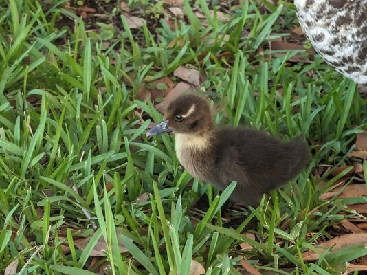 Baby duck 2.jpg