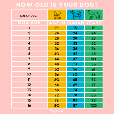 assets_blog_how-long-are-dog-years_1628102750203-HOW OLD IS YOUR DOG_ in human years (1).png