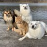 Fluffywhitedogs