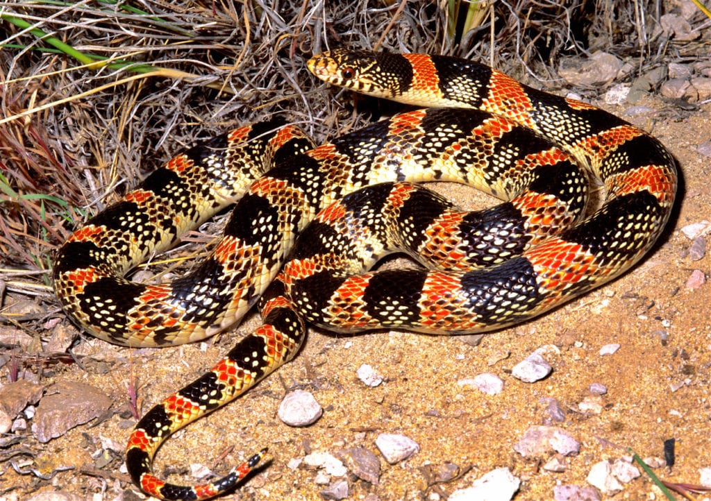 Long-nosed-Snake-Rhinocheilus-lecontei_-Smoke-Creek-Desert-NW-Nevada_-Alan-St.-John-1024x722.jpg